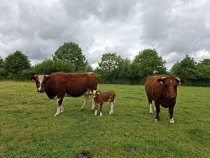 Geniet ook van het vee op camping Bussloo